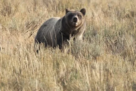 Hiker Attacked by Bear in Yellowstone Flown to Trauma Center